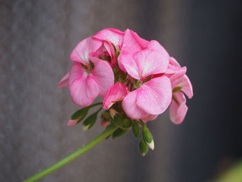 Close-up of pink flowering plant