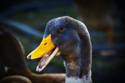 Close-up of a bird