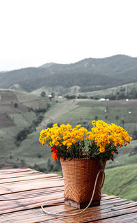 Yellow flowering plant in basket against mountain