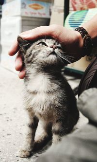 Close-up of hand holding cat