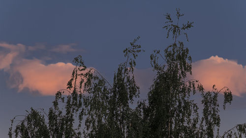 Low angle view of silhouette plants against sky during sunset