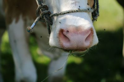 Close-up of cow 