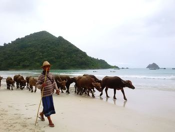 Horses on beach