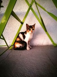 Portrait of cat sitting on floor