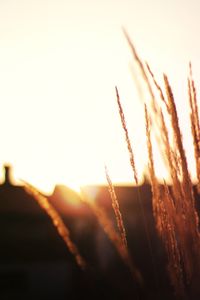 Close-up of wheat growing on field against sky at sunset