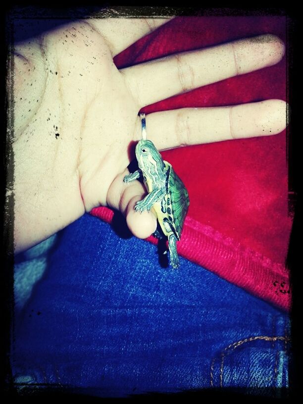 Mr.turtle^.^