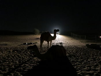 Silhouette horse standing on sand at night