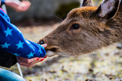 Close-up of hand holding deer