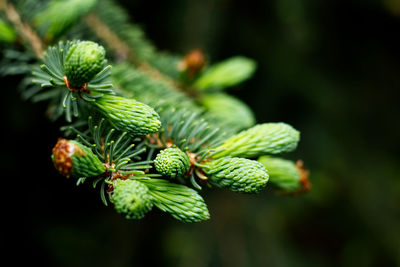 Close-up of fresh green plant