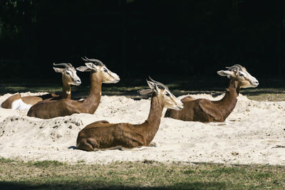 View of deer on field