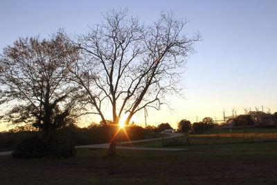 Sun shining through trees