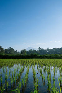 Scenic view of agricultural field against sky