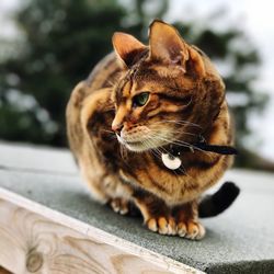 Close-up of cat sitting outdoors