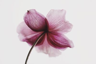 Close-up of pink hibiscus over white background