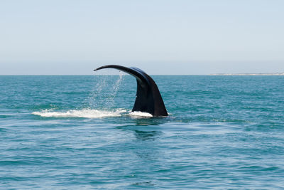 Whale swimming in sea against clear sky