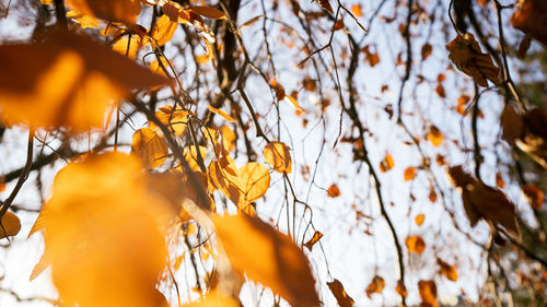 Low angle view of autumn leaves against sky