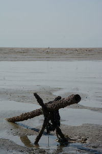 View of driftwood on beach