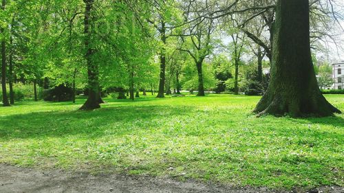 Trees in park