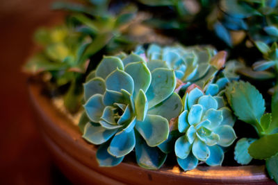 Close-up of succulent plant