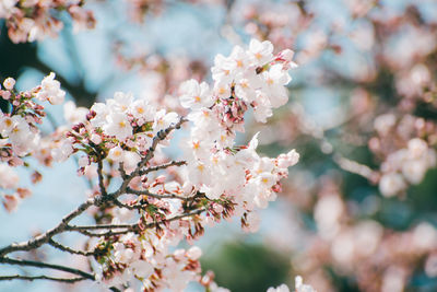 Close-up of cherry blossom