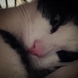 Close-up of cat