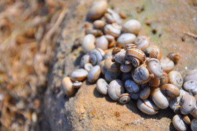 Close-up of snail