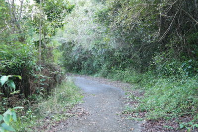 Road amidst trees in forest