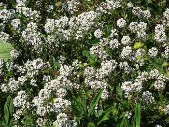 Close-up of blooming tree