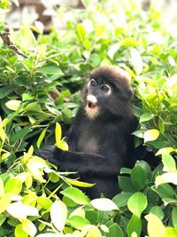 Portrait of monkey sitting on plant