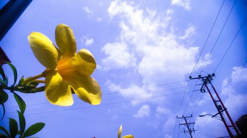 Low angle view of yellow flowers against blue sky