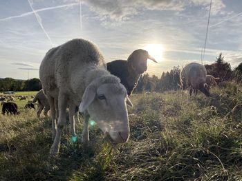 Sheep standing on field