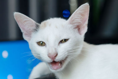 Close-up portrait of white cat