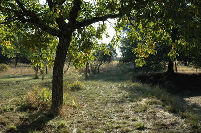 Footpath along trees