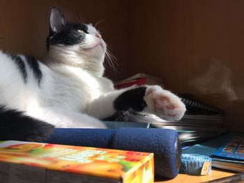 Cat sleeping on sofa