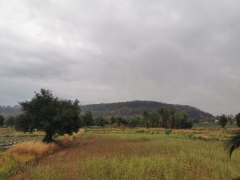 Trees on field against sky