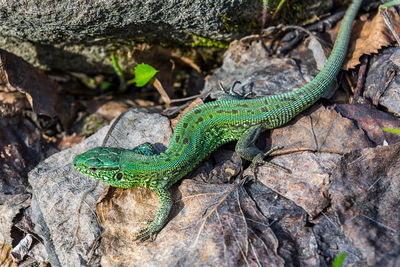 Close-up of lizard on rock