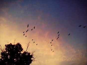 Low angle view of silhouette birds flying against sky