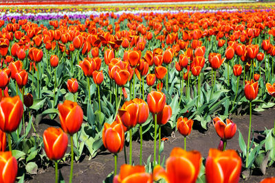 Orange tulips blooming on field