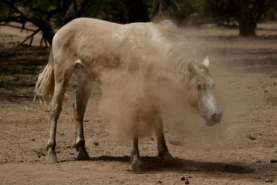 A wild horse of the salt river wilderness shakes dirt of its body after rolling in the desert dirt.