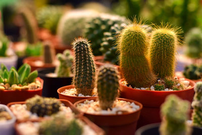 Close-up of succulent plant in pot