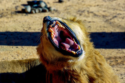 Close-up of lion yawning while resting at zoo on sunny day