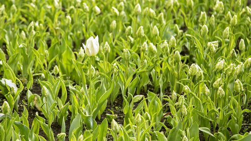 Full frame shot of flowering plants on field