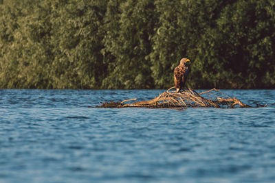 View of bird on a lake