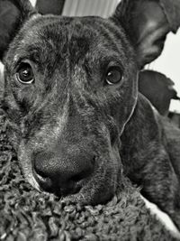 Close-up portrait of a dog