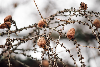 Brown cone on tree