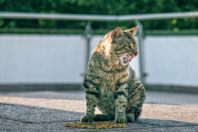 Close-up of cat licking mouth