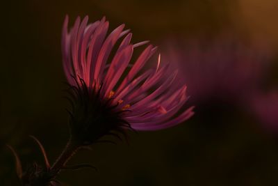 Close-up of pink flowers blooming outdoors