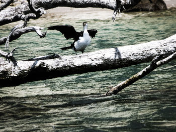 Birds in flight