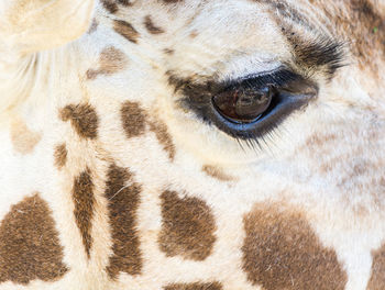 Extreme close-up of giraffe