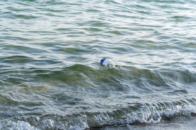 High angle view of bird swimming in sea